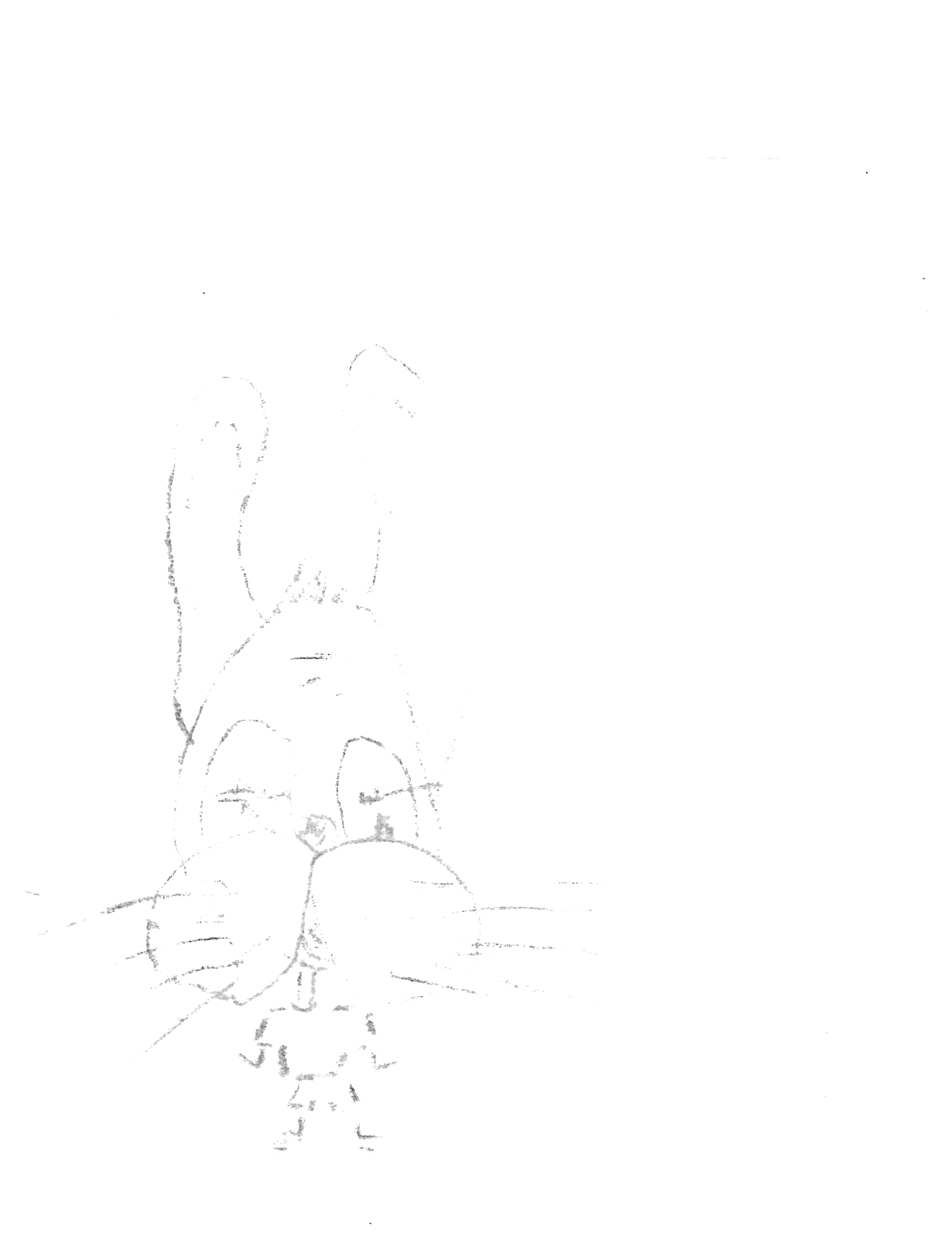 Rabbit