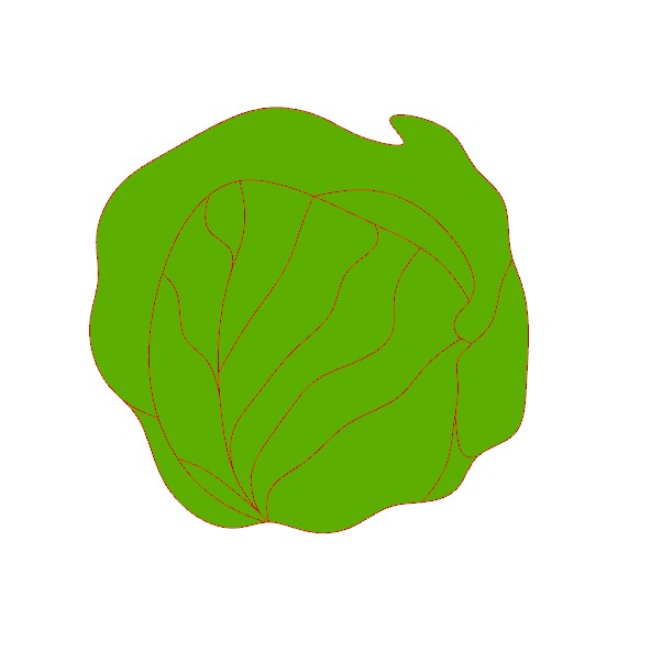 Cabbage